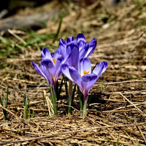 Vreme rece la începutul săptămânii, dar se anunță temperaturi mai mari