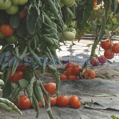 Schimbări importante în programul Tomata