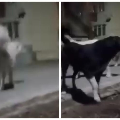 Femeie atacată de o haită de câini în Huedin