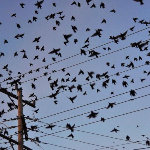 Cerul întunecat de stolurile de ciori în Cluj-Napoca