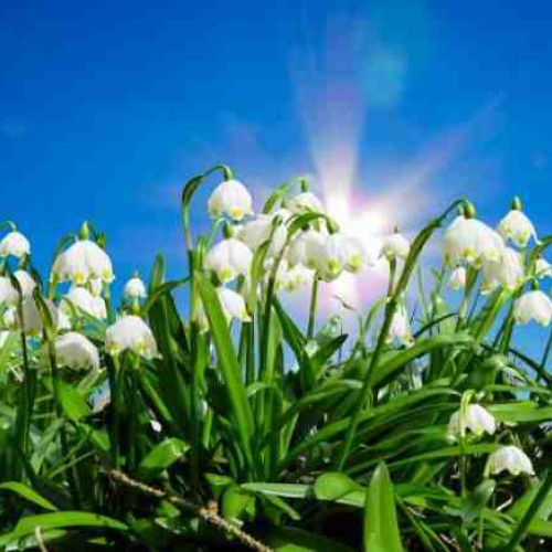 Prognoza meteo: Temperaturile vor crește ușor, dar vor scădea ulterior