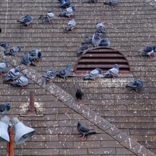 Clujean supărat din cauza porumbeilor de pe strada Minerilor