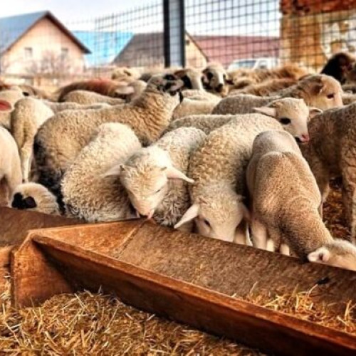 Crescătorii de ovine și caprine pot beneficia de ajutoare în 2025