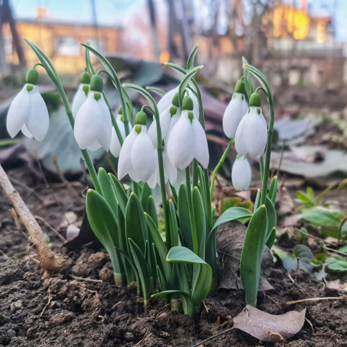 Prognoza METEO: Vreme rece la începutul lunii martie în România