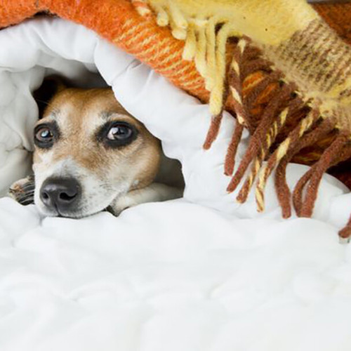 Frica de animale: Cum ne influențează educația și comportamentul