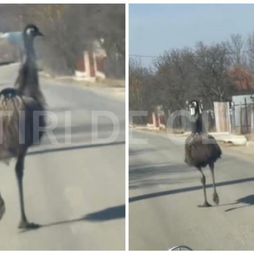 Clujean surprins de două păsări Emu pe drum în Salistea Veche