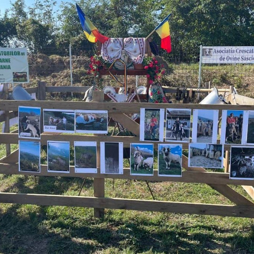 Târgurile de animale ar putea fi redeschise în județul Alba