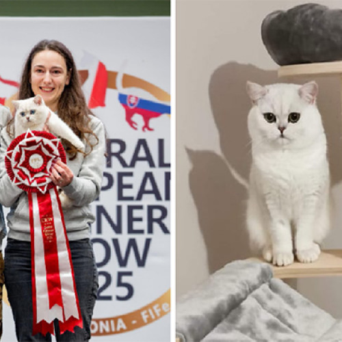 Nexus, campion european de pisici, va concura la Campionatul Mondial din București