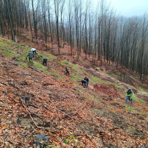 Plantarea a 143.000 de puieți forestieri în Bistrița-Năsăud
