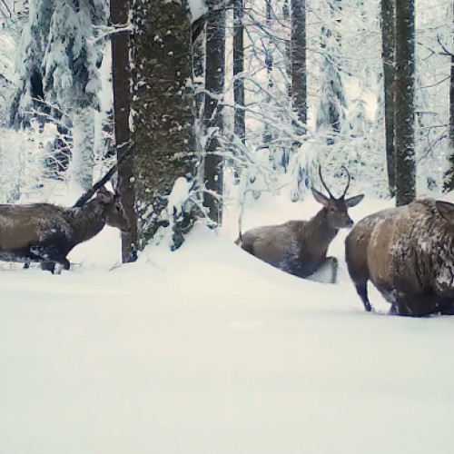 Trei cerbi admirabili surprinși în Parcul Natural Apuseni