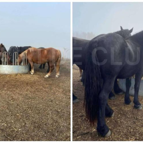 Caii furați din comuna Iclod s-au întors acasă