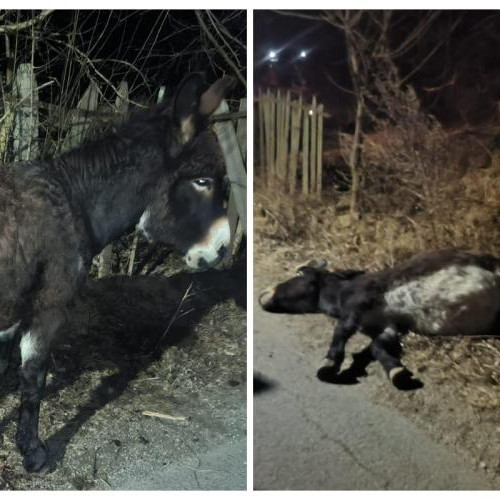 Un măgar rănit a fost abandonat de autorități, provocând o reacție în lanț în rândul iubitorilor de animale