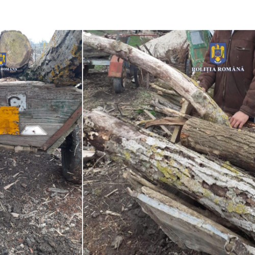 Bărbat prins transportând lemn furat în județul Constanța