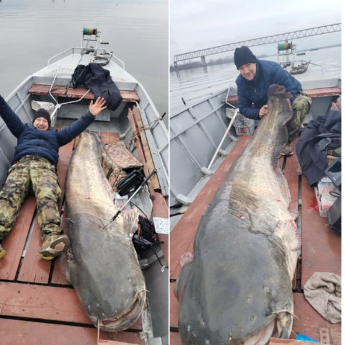 Prietenul pescar a doborât recordul pe Dunăre