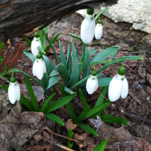 Zilele babelor: perioada capricioasă din martie