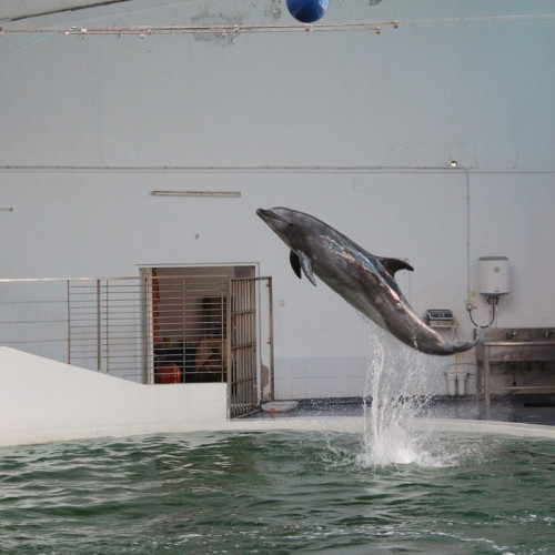 Delfinul Chen Chen de la Delfinariul Constanța a decedat