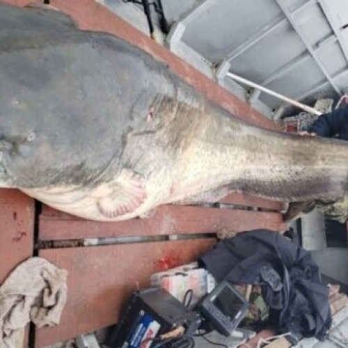 Captura incredibilă pe Dunăre: un somn de trei metri, prins în Banat