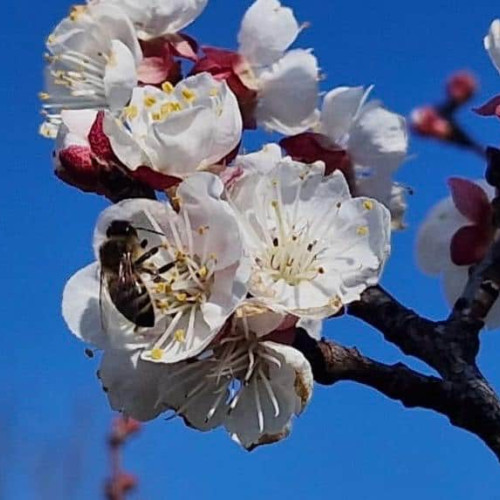 Vremea din prima săptămână a lunii martie: temperaturi de până la 20 de grade