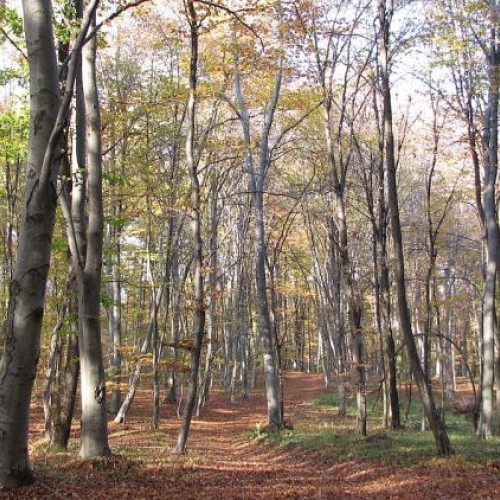Primăria Cluj-Napoca pregătește un nou parc forestier