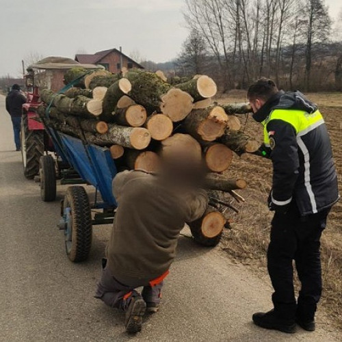 Acțiune a poliției pentru verificarea materialelor lemnoase la Satu Mare
