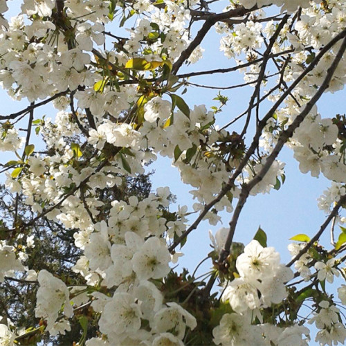 Vreme caldă în primele zile din februarie 2025