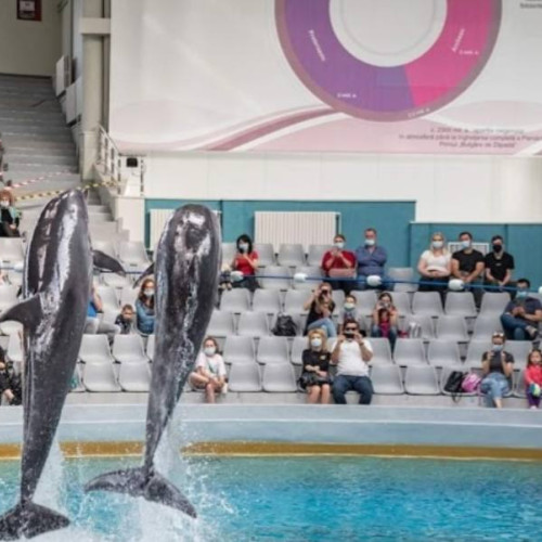 Moartea delfinului Chen-Chen la Delfinariul din Constanța