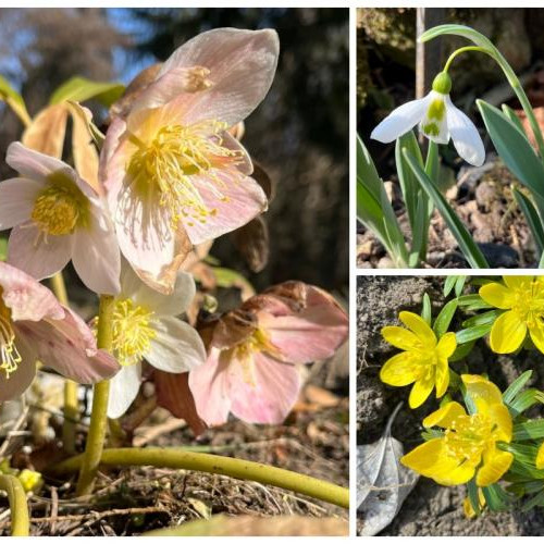 Primele semne ale primăverii în Grădina Botanică din Cluj-Napoca
