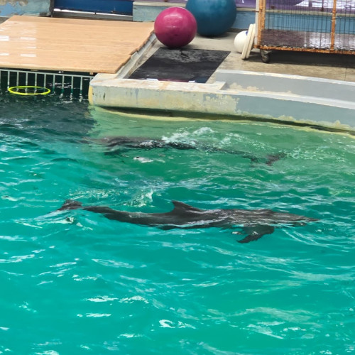 Delfinul Chen Chen, îngrijorări după decesul său