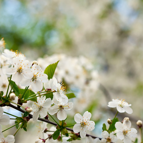 Vreme caldă și plăcută în perioada următoare