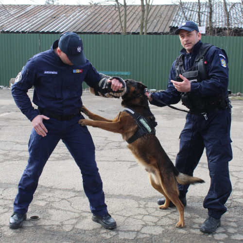 Câinele de serviciu Pih a împlinit 13 ani de loialitate