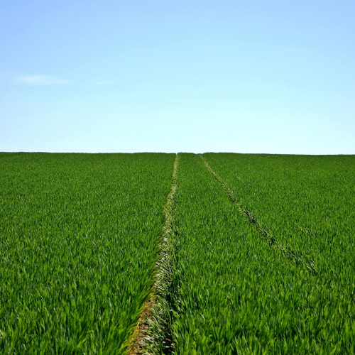 Atribuirea contractelor de închiriere a pășunilor în comuna Mircea Vodă