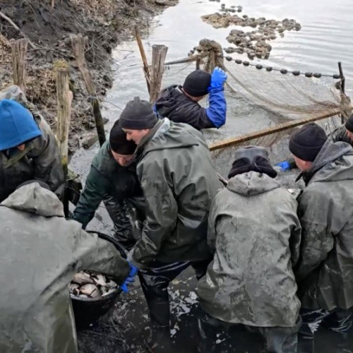 Iarna atipică afectează grav producția de pește în România