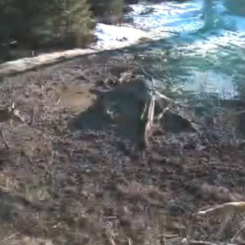 O întâlnire neobișnuită între un cerb și o vulpe, surprinsă în Cluj