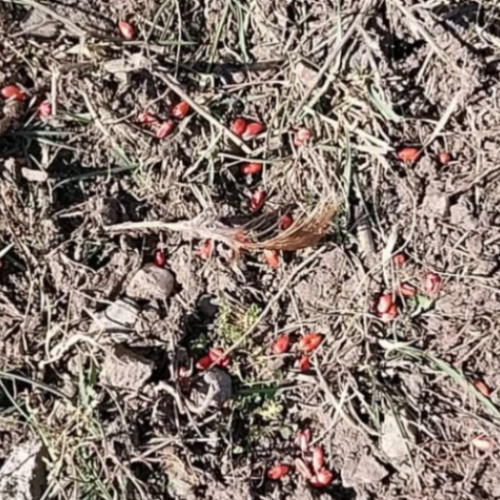 O femeie din comuna Camarasu acuză vecinii că i-au otrăvit găinile