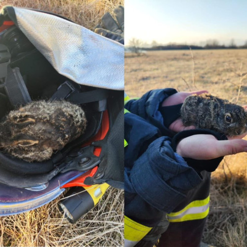 Un iepuraș salvat dintr-un incendiu de vegetație de pompierii ISU Gorj