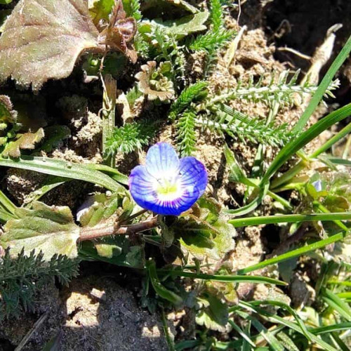 Prognoza meteo până în 7 aprilie: perioadă neobișnuit de caldă