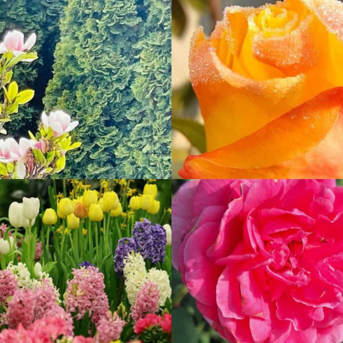 8 martie: Flori de evitat la alegerea cadourilor de Ziua Femeii