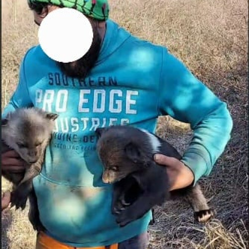 Braconaj cinegetic în județul Mureș: un bărbat filmat cu pui de urs