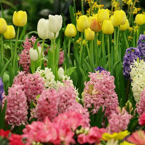 Cele mai frumoase mesaje de 8 Martie pentru mame și soacre