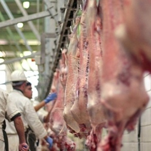 Ce preț vor avea mieii în perioada Paștelui - preț per kilogramul de carne de miel în 2025