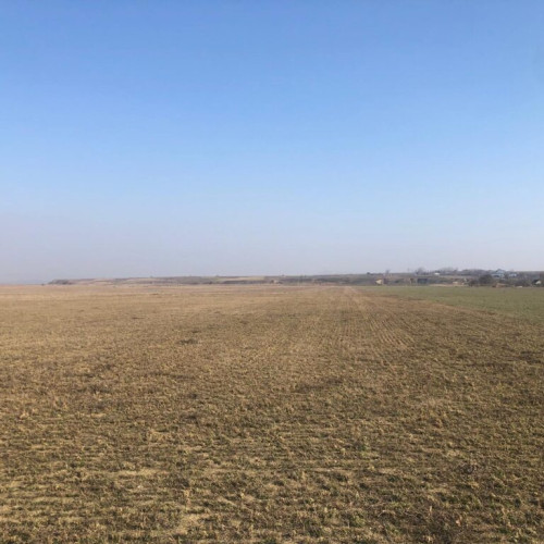 Fermierii din Iași renunță la culturile neprofitabile în favoarea rapitei și floarei-soarelui