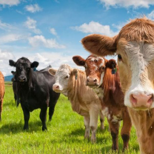 Ungaria notifică un focar de febră aftoasă, ANSVSA ia măsuri de prevenire în România