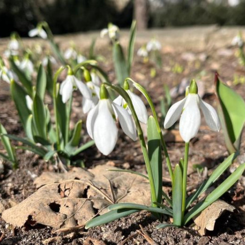Primăvara își face simțită prezența în Grădina Botanică din Cluj-Napoca