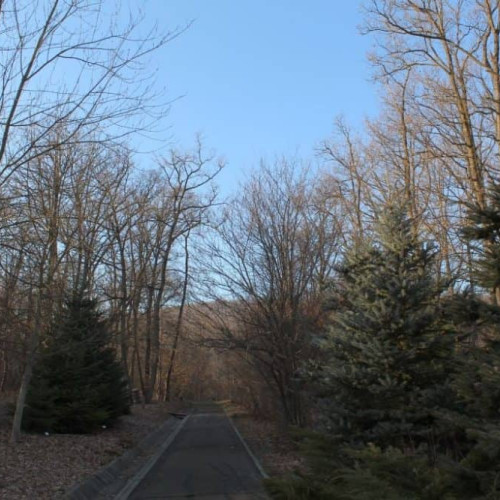 Incendiu de vegetație în Parcul Dendrologic din Alba Iulia