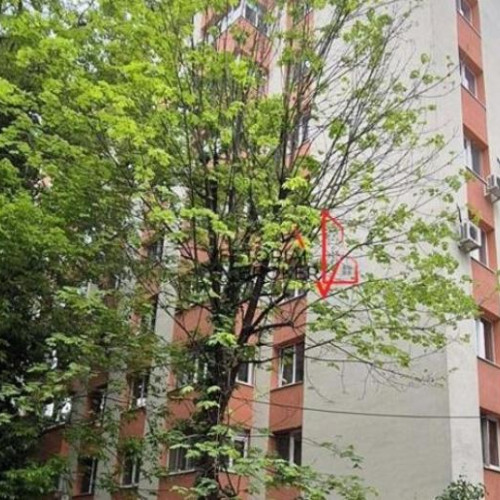 Deranj din cauza unui tei netoaletat în Cluj-Napoca