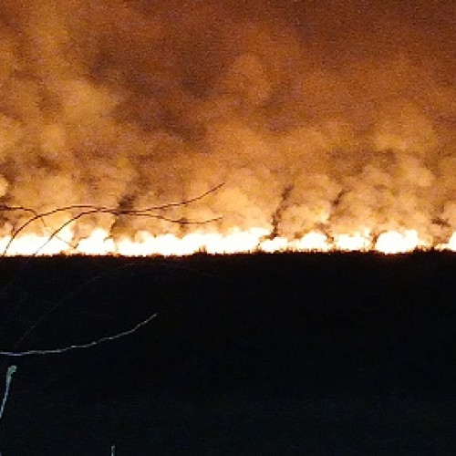 Incendiu de vegetație în Satu Mare: Intervenție de amploare a pompierilor