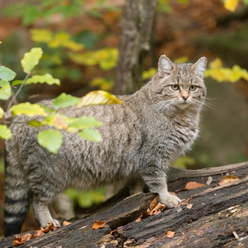 Evaluarea pisicii sălbatice în județul Botoșani, planificată pentru 2025