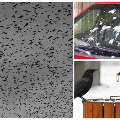 Locuitorii din Gheorgheni se plâng de ciorile din zonă