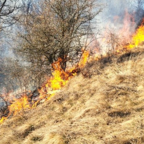 Aproape patru sute de angajați Romsilva luptă împotriva incendiilor de pădure
