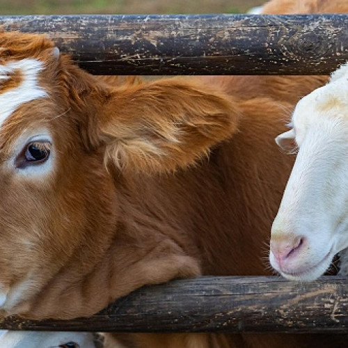 Focar de febră aftoasă în Ungaria - Autoritățile române iau măsuri